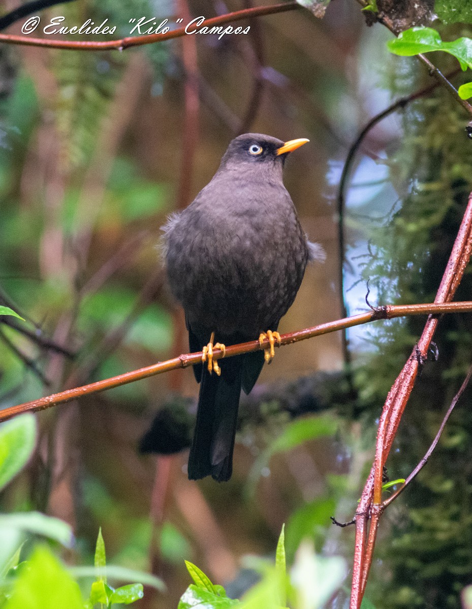 Sooty Thrush - ML628659849