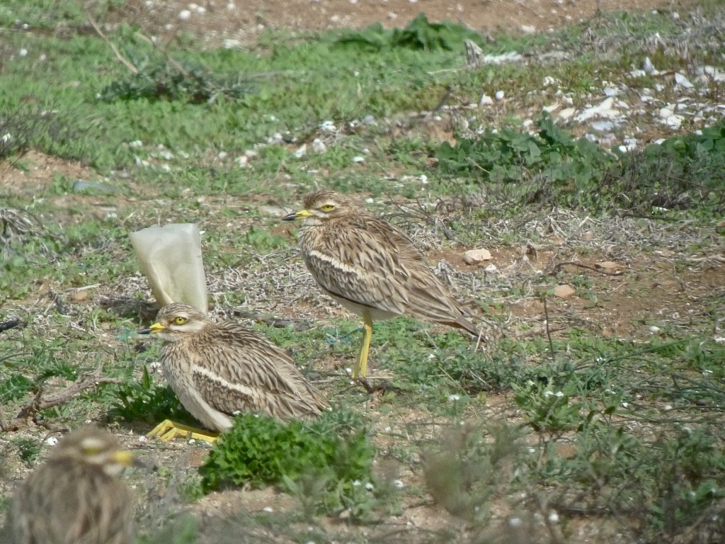 Eurasian Thick-knee - ML628659926