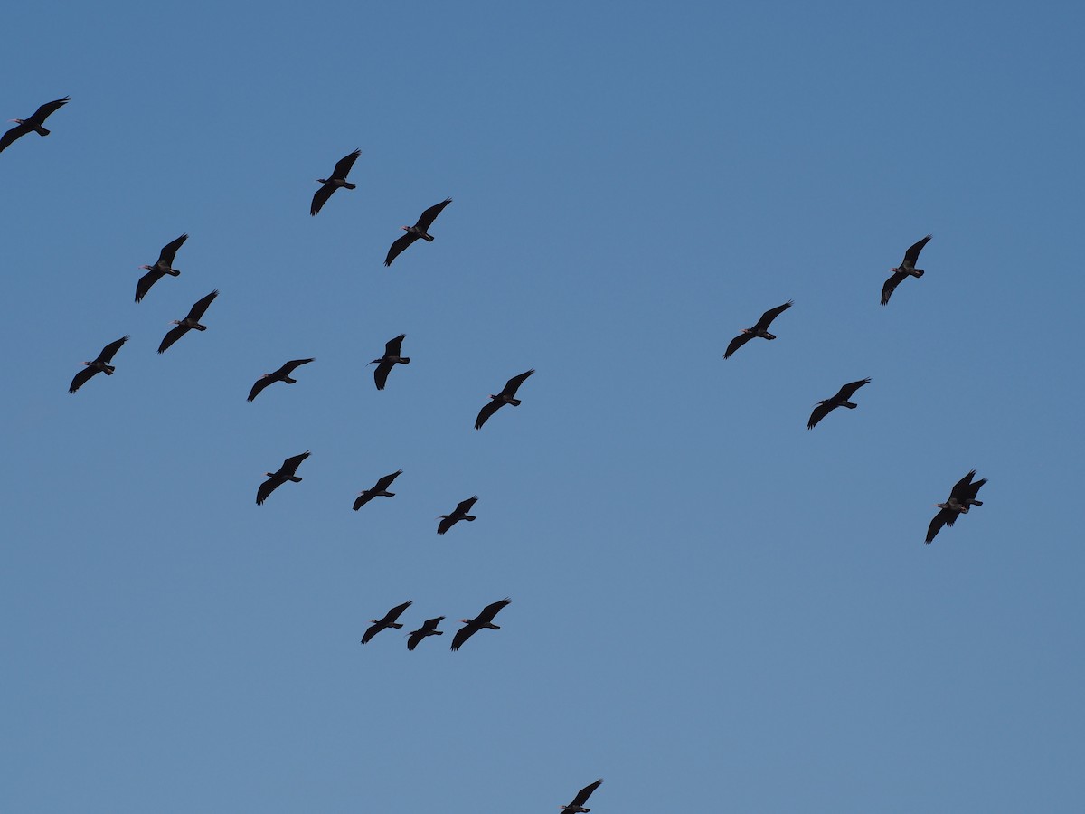 Northern Bald Ibis - ML628659955