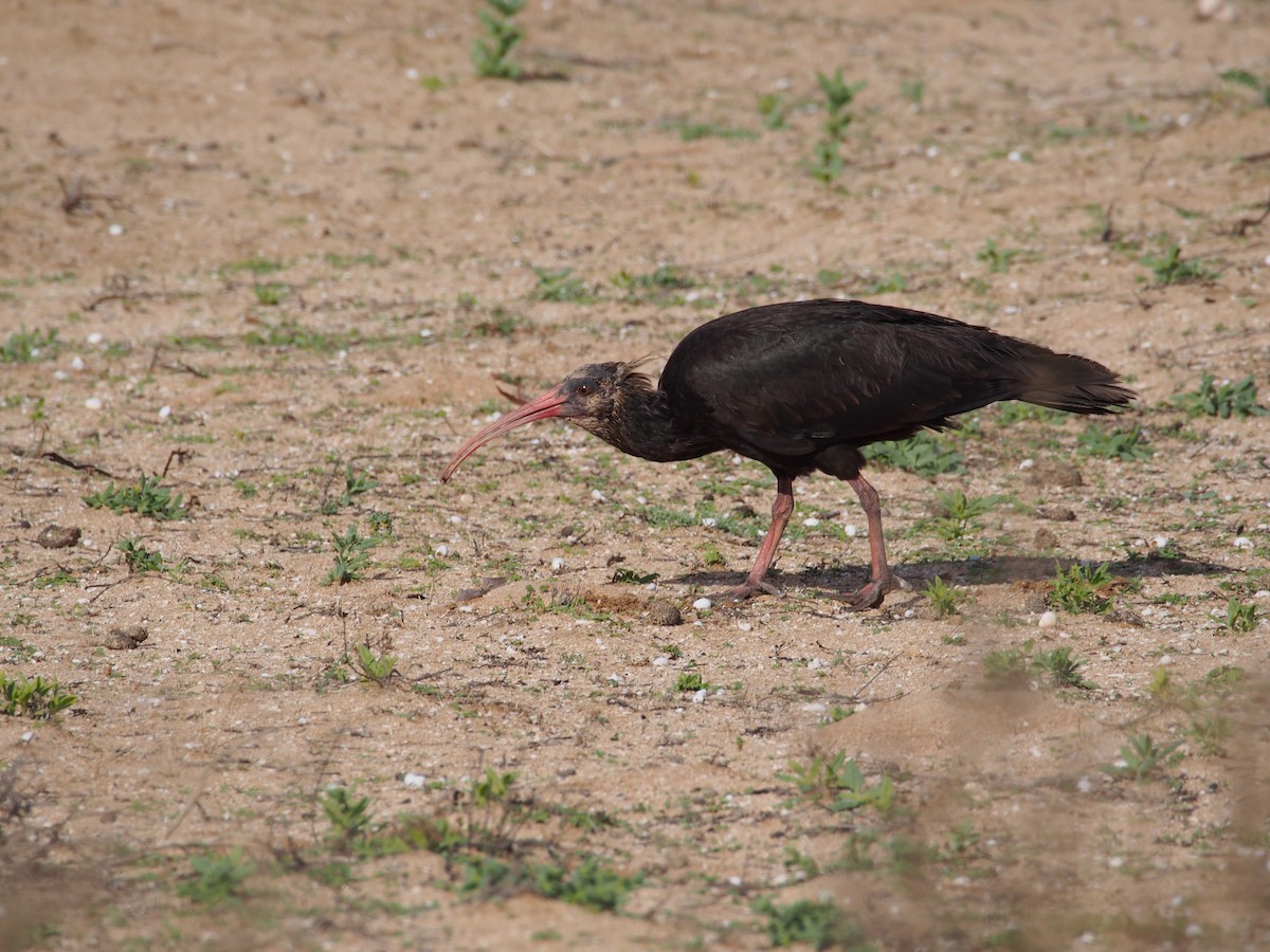 Northern Bald Ibis - ML628659957
