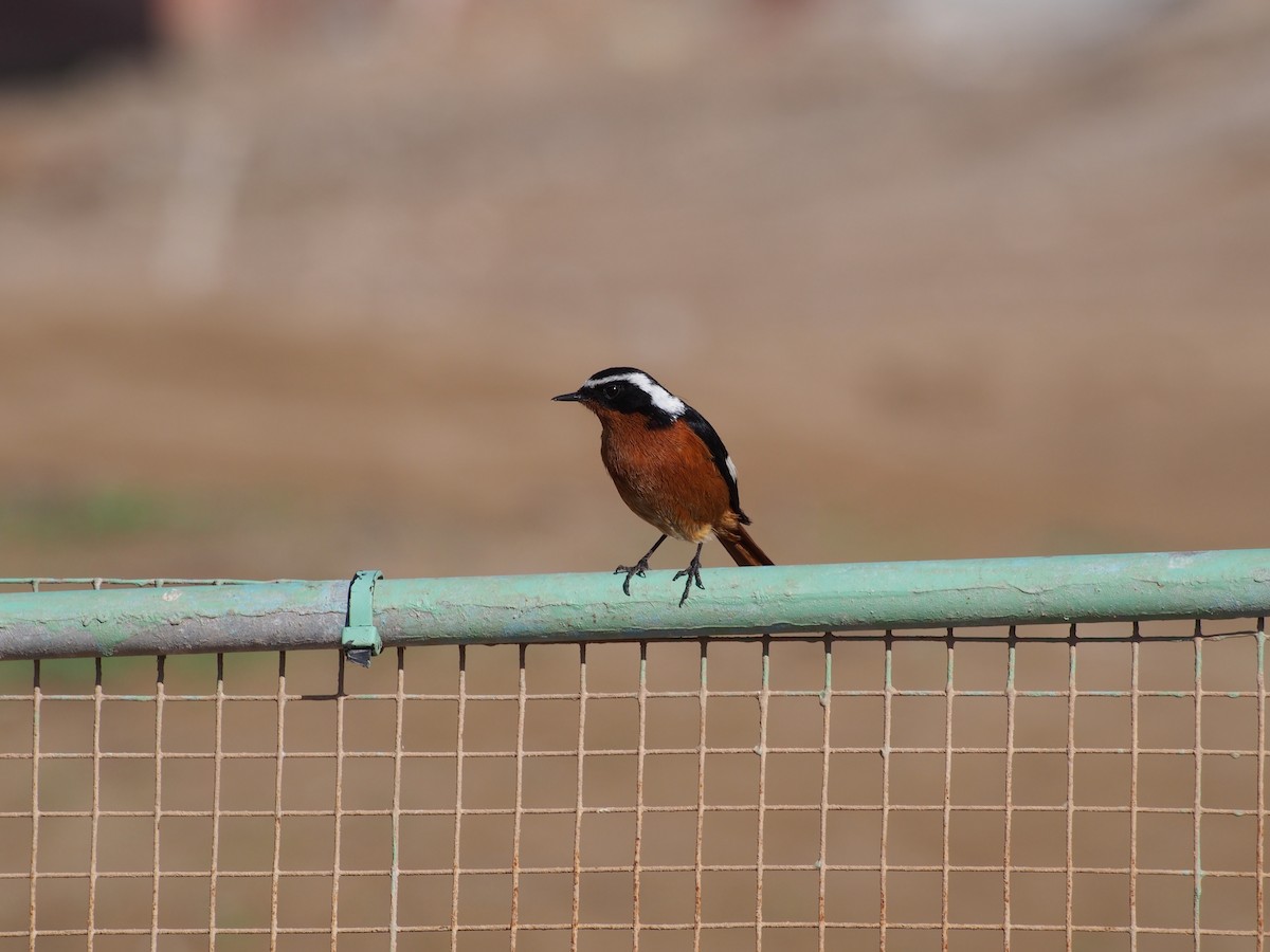 Moussier's Redstart - ML628659972