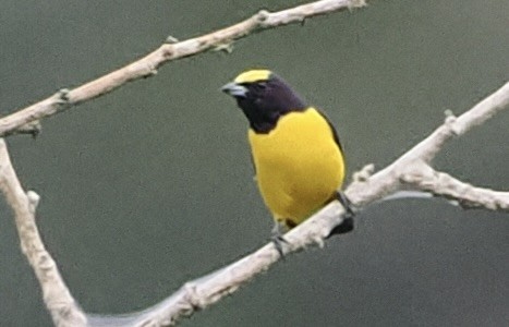 Purple-throated Euphonia - ML628659990