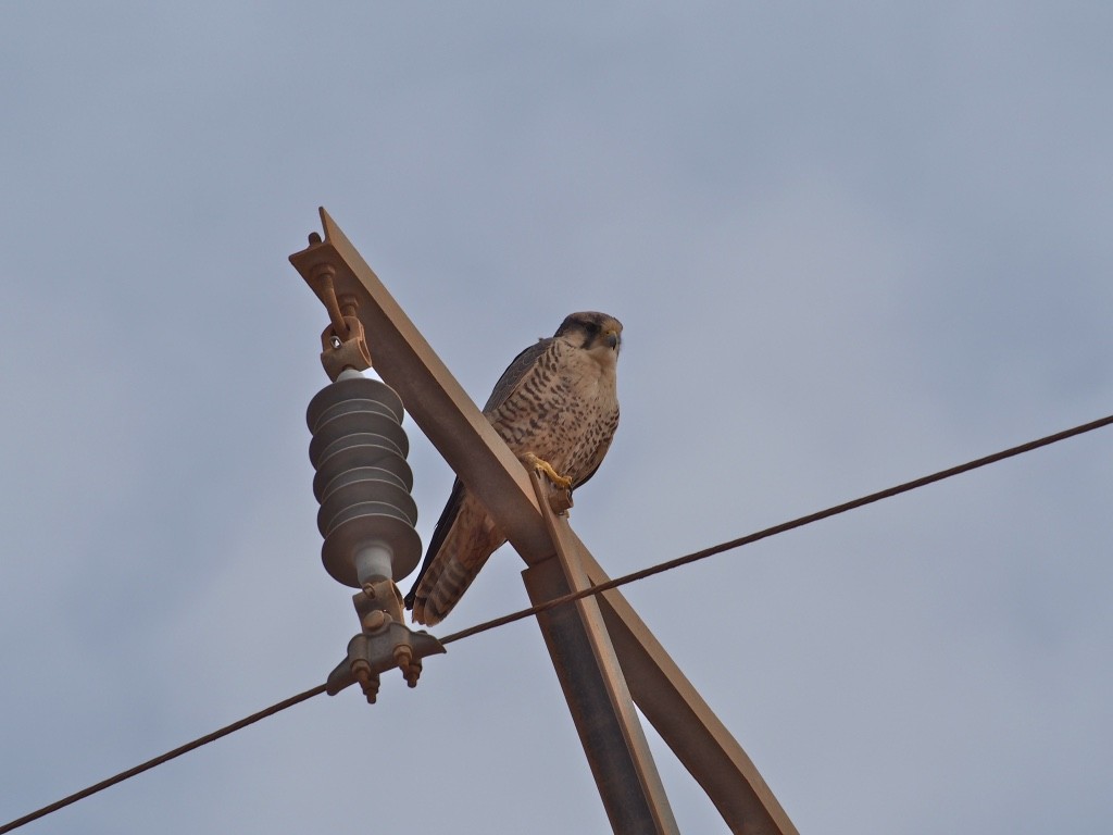 Lanner Falcon - ML628660008