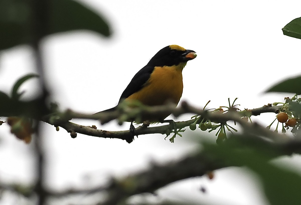 Thick-billed Euphonia - ML628660031