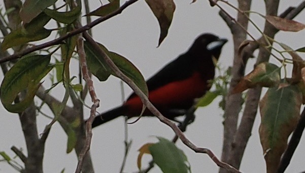 Black-bellied Tanager - ML628660055