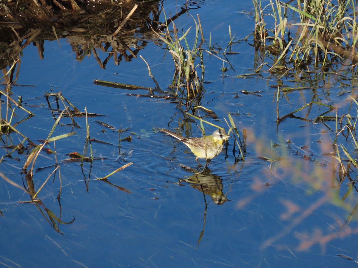 Western Yellow Wagtail - ML628660081