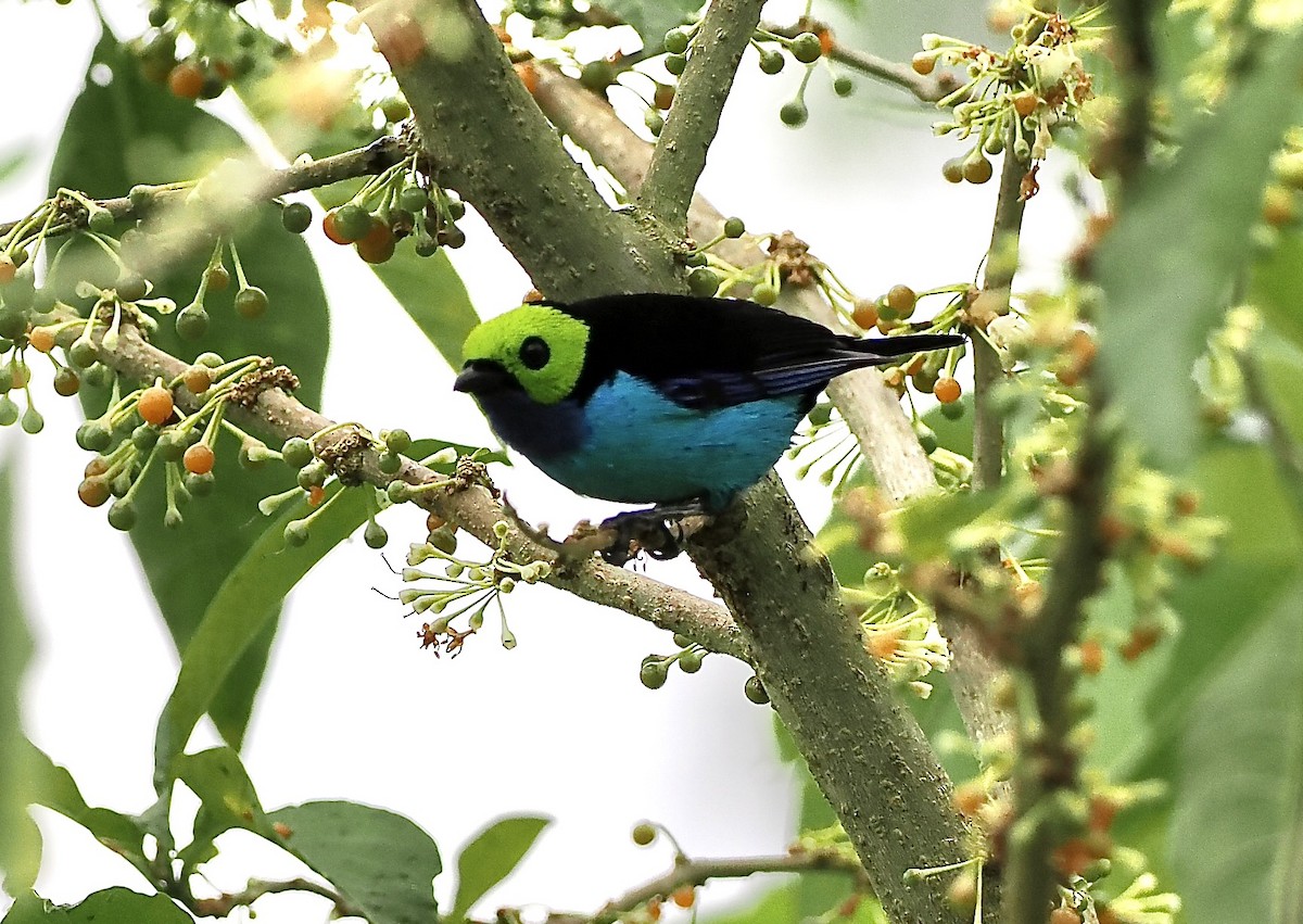 Paradise Tanager - ML628660103