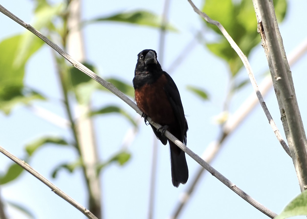 Chestnut-bellied Seed-Finch - ML628660276