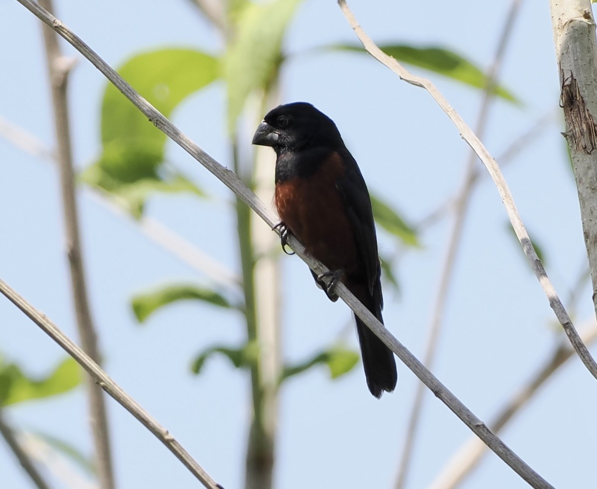 Chestnut-bellied Seed-Finch - ML628660277