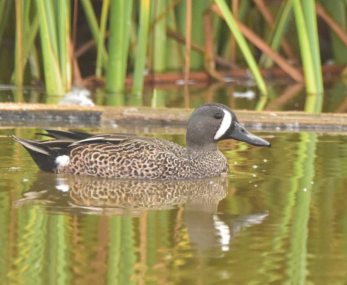 Blue-winged Teal - ML628660351