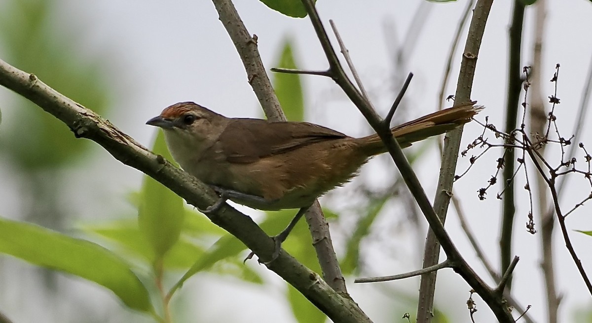 Rufous-fronted Thornbird - ML628660631