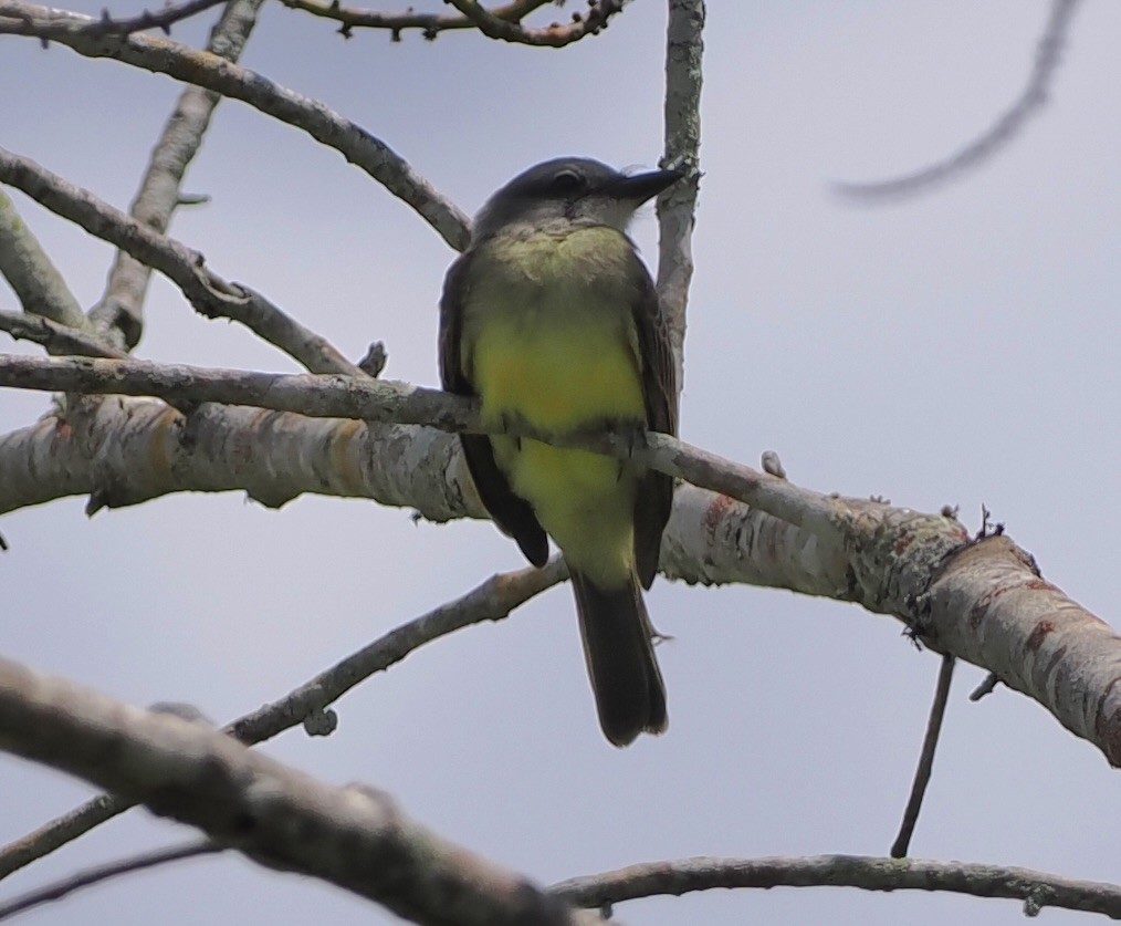 Tropical Kingbird - ML628660649