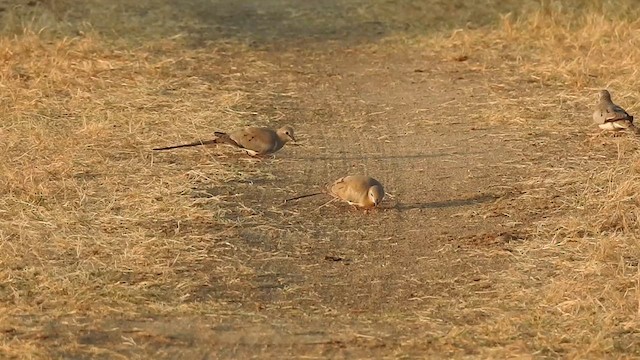 תורית זנבנית - ML628660874