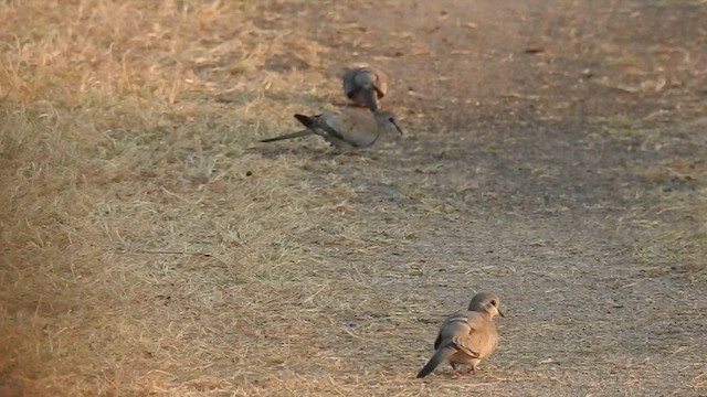 תורית זנבנית - ML628660876