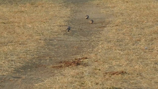 תורית זנבנית - ML628660877