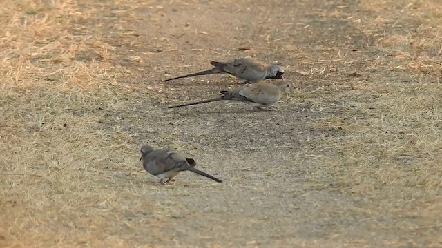 תורית זנבנית - ML628660879
