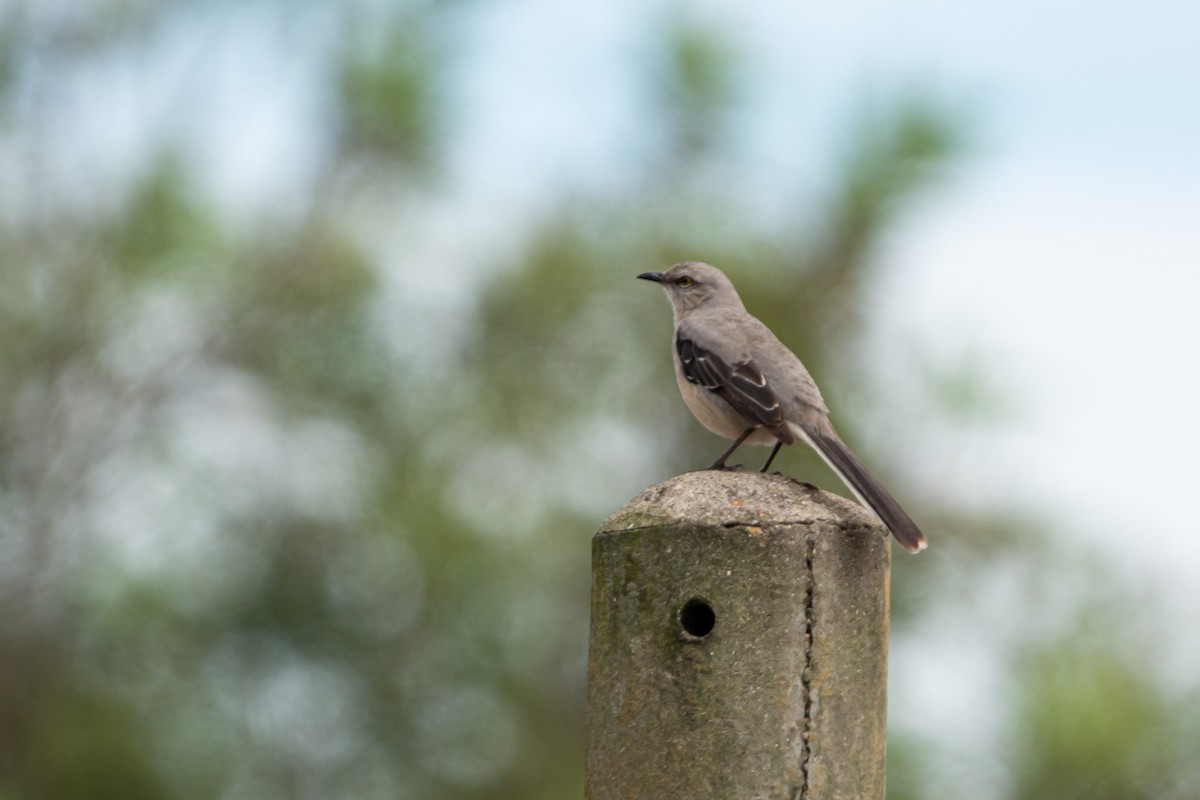 Tropical Mockingbird - ML628661123
