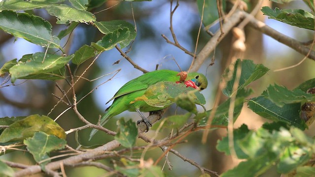 Jerdon's Leafbird - ML628661293