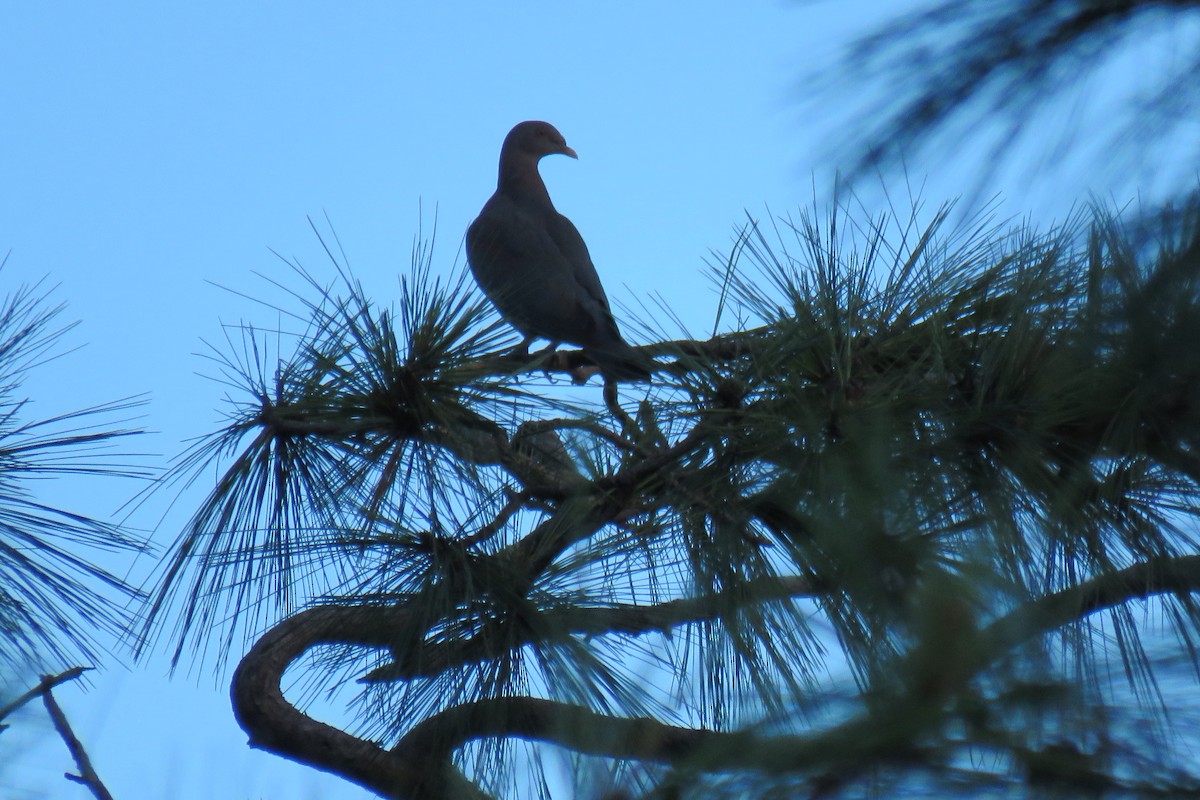 Red-billed Pigeon - ML628661361