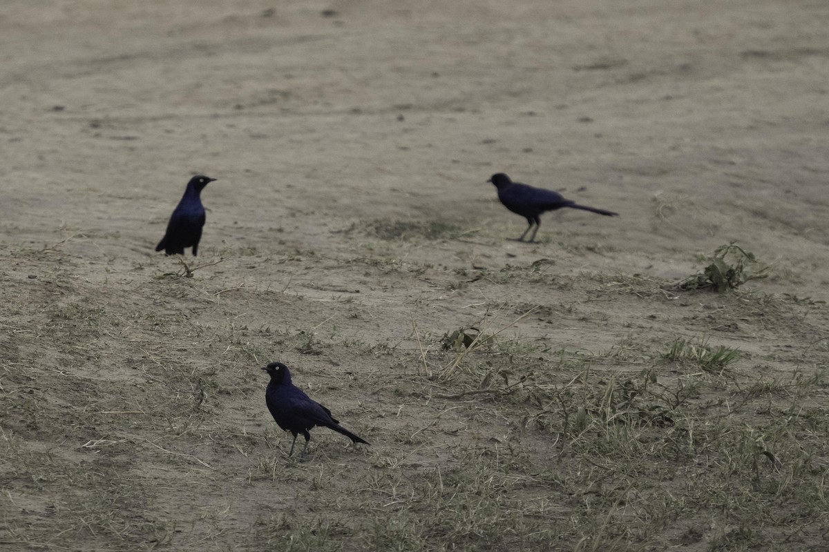 Rüppell's Starling - ML628661364