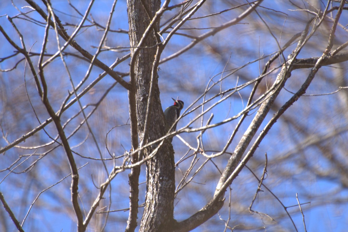 Yellow-bellied Sapsucker - ML628661426
