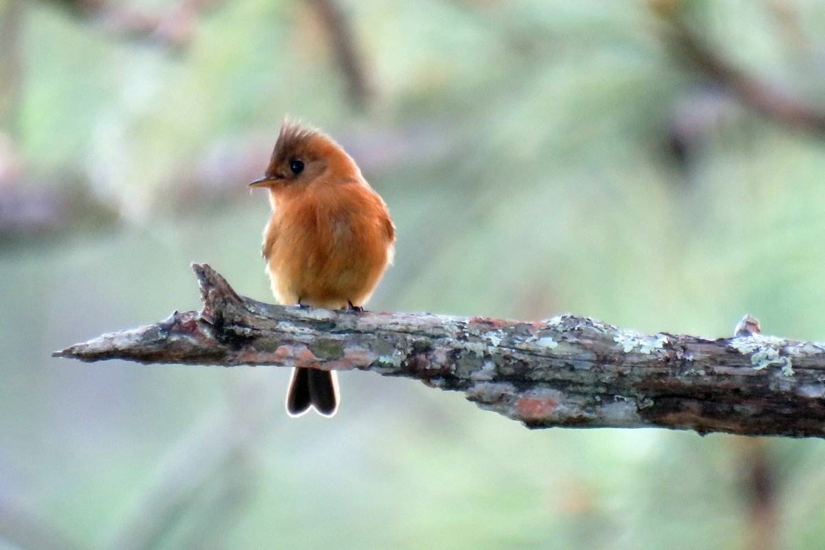 Tufted Flycatcher - ML628661443