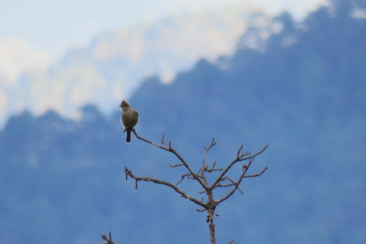 Greater Pewee - ML628661453