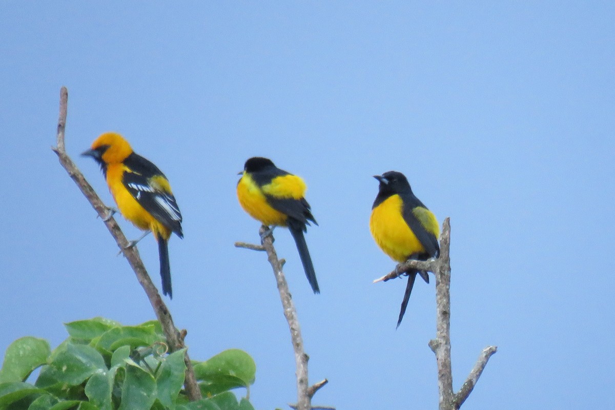 Black-vented Oriole - ML628661459