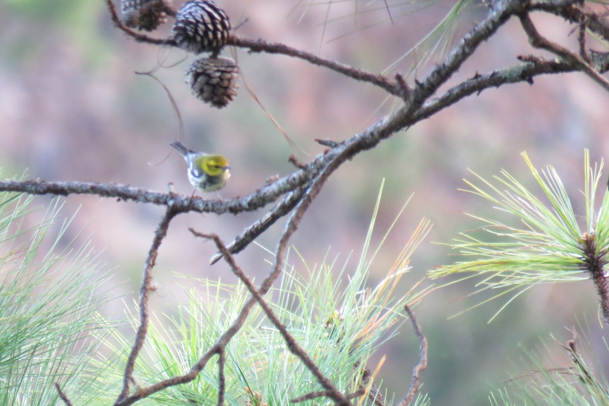 Townsend's Warbler - ML628661503