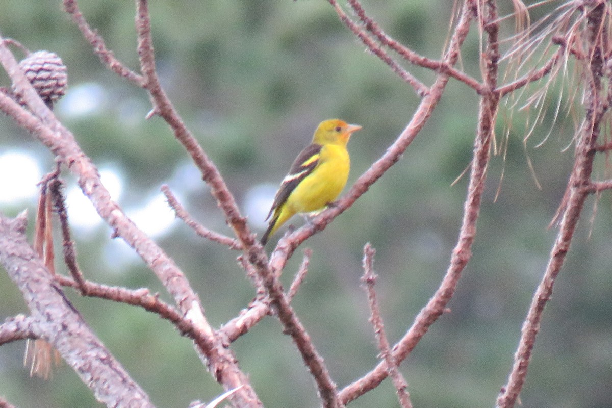 Western Tanager - ML628661550