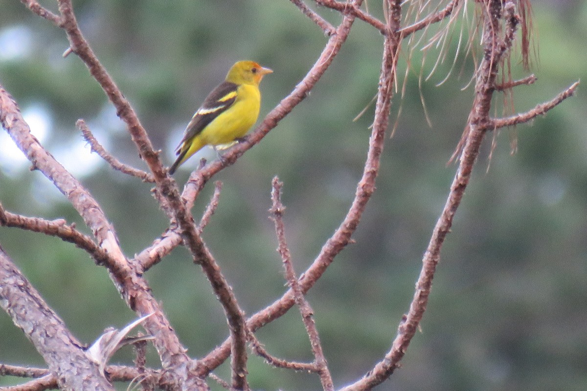 Western Tanager - ML628661551