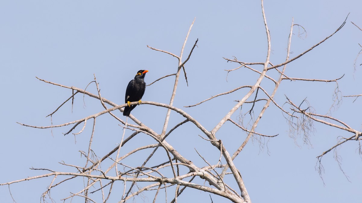 Common Hill Myna - ML628661655