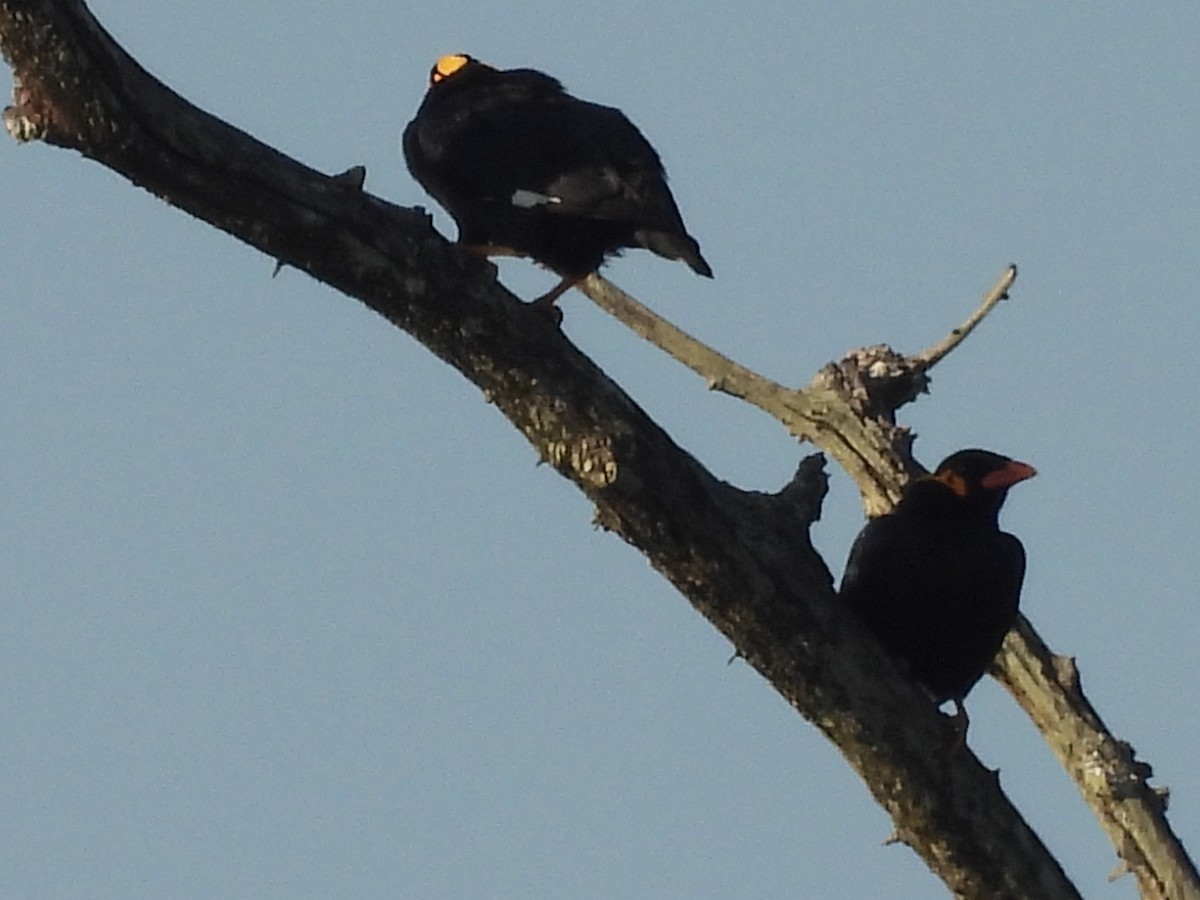 Common Hill Myna - ML628661757