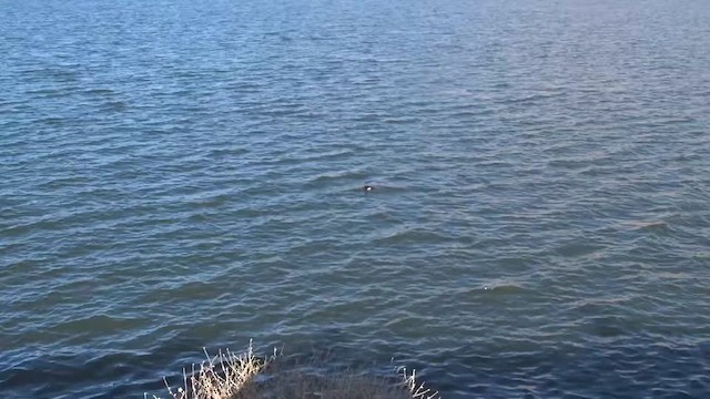 White-winged Scoter - ML628661806