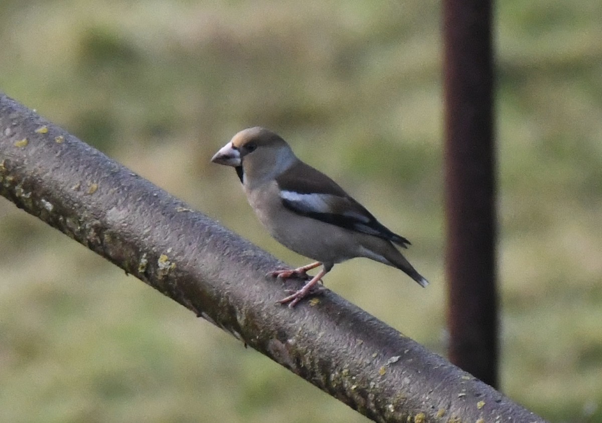 Hawfinch - ML628661966