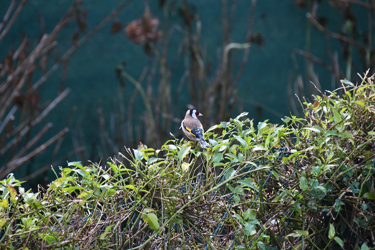 European Goldfinch - ML628661995