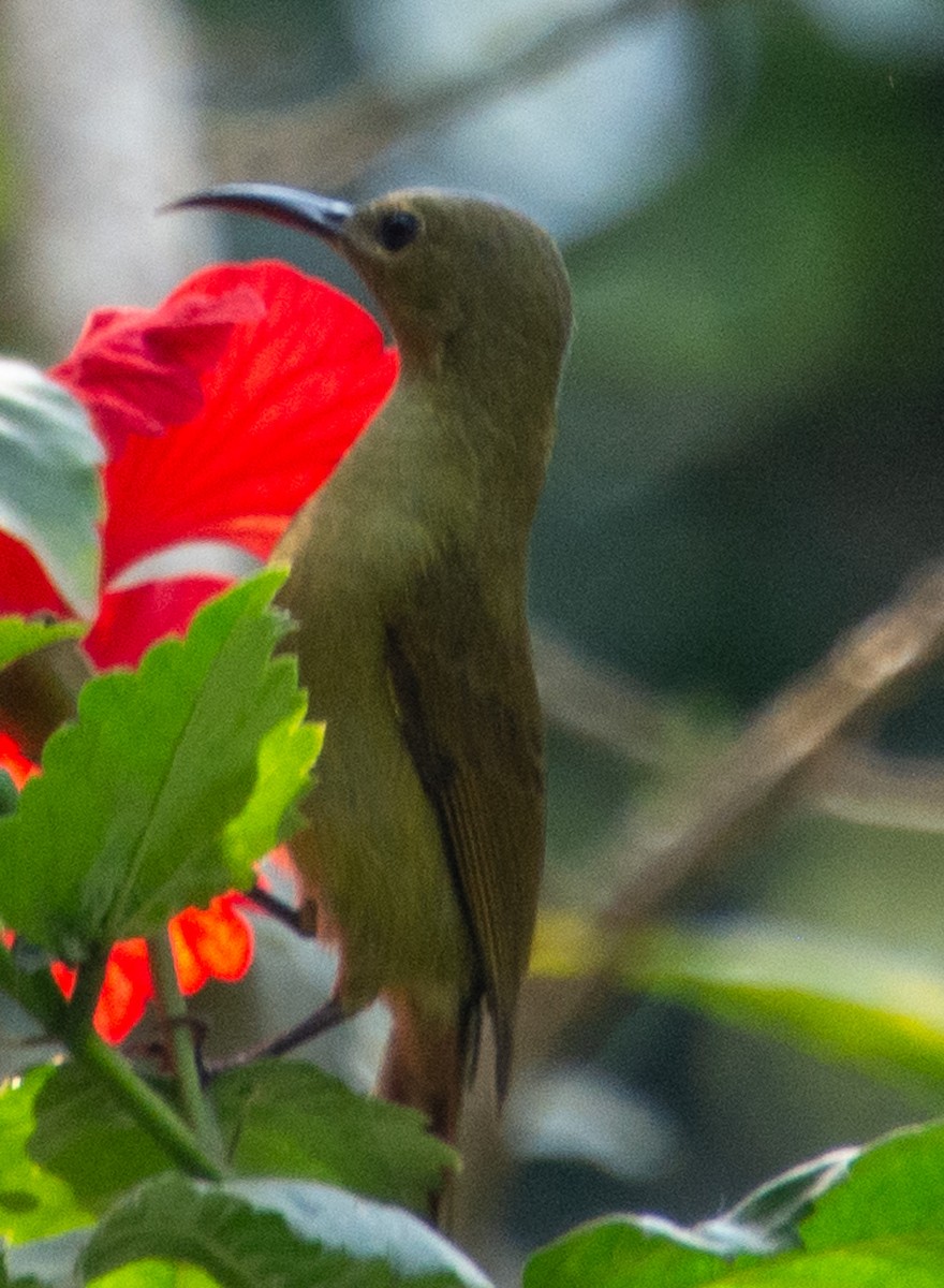 Crimson Sunbird (Goulpourah) - ML628662028
