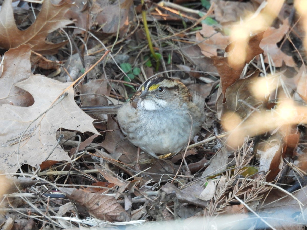White-throated Sparrow - ML628662161