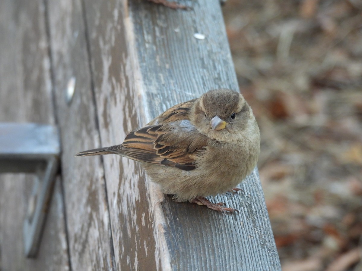 Moineau domestique - ML628662185