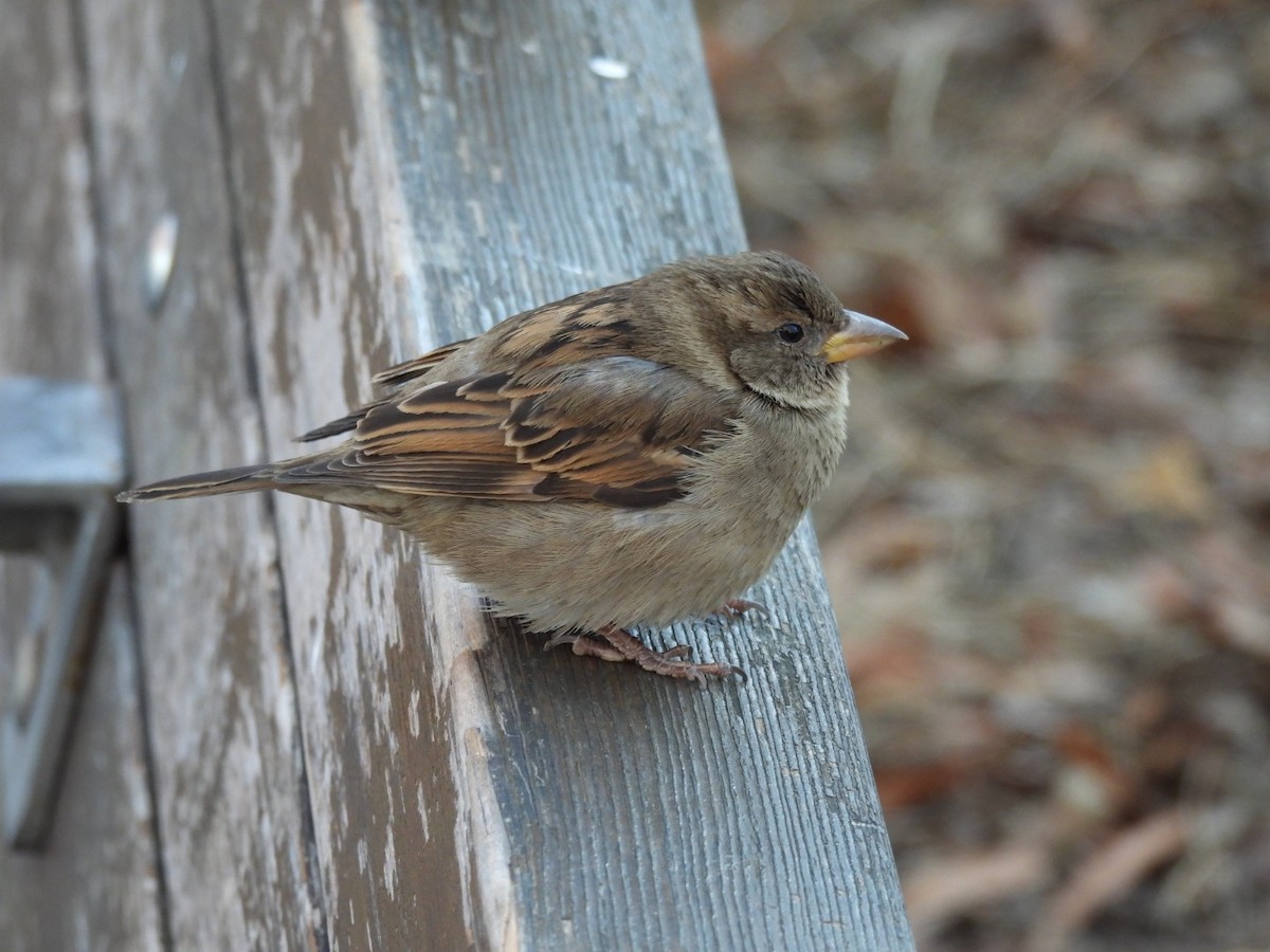 Moineau domestique - ML628662186