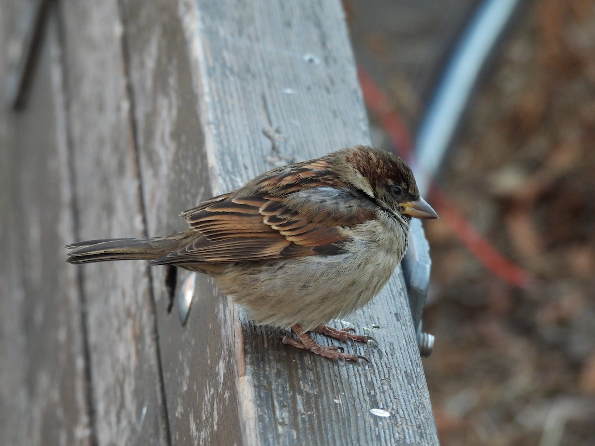 Moineau domestique - ML628662187