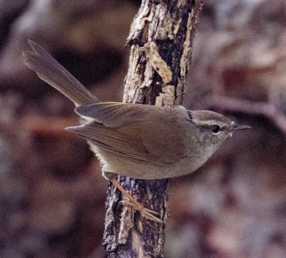 Brownish-flanked Bush Warbler - ML628662344