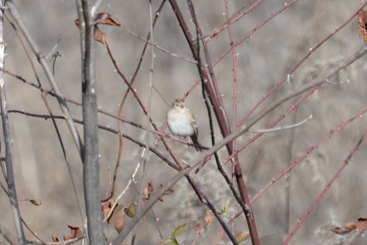 Field Sparrow - ML628662436
