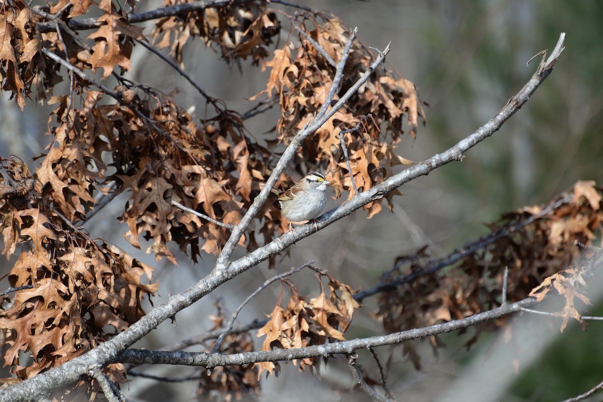 White-throated Sparrow - ML628662502