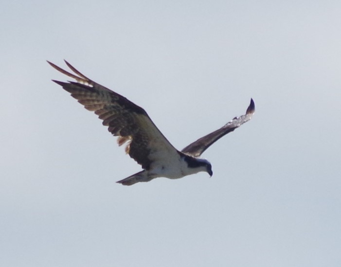 Osprey - ML628662503