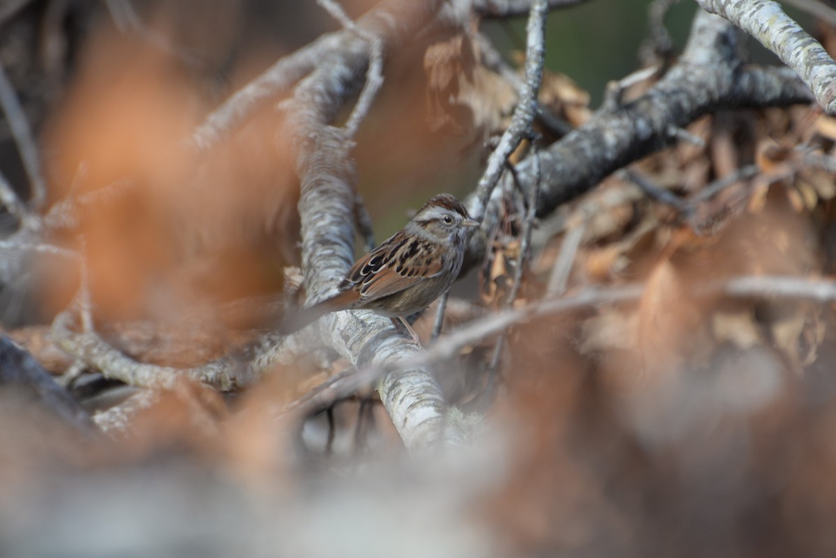Swamp Sparrow - ML628662580