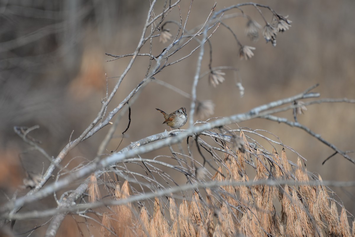 Swamp Sparrow - ML628662581