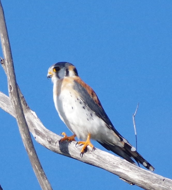 American Kestrel - ML628662591