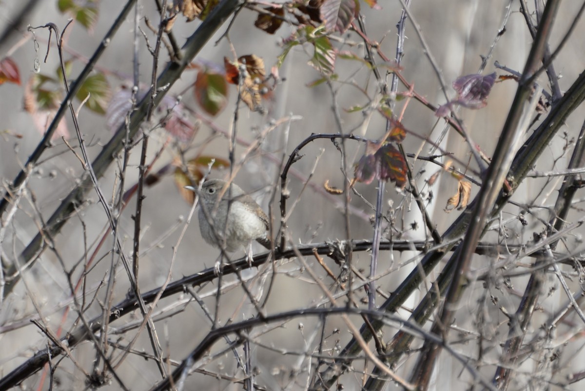 Northern House Wren - ML628662601