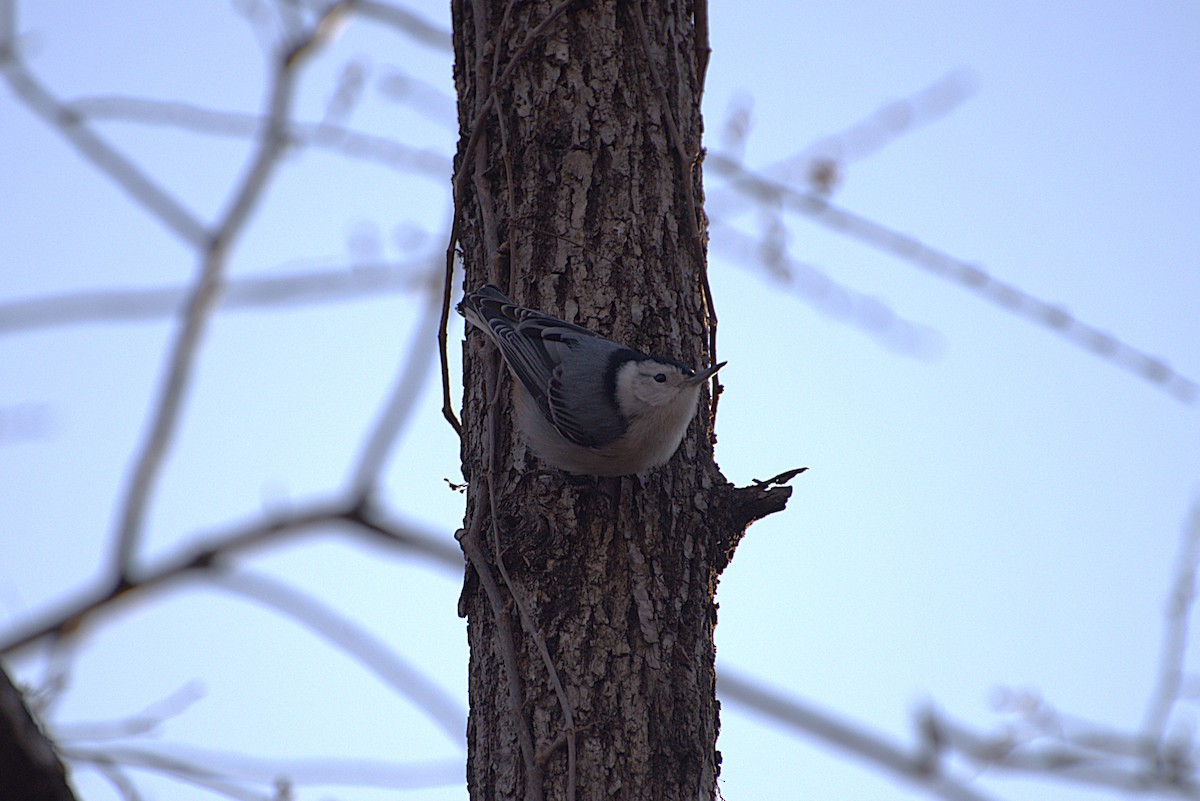 White-breasted Nuthatch - ML628662719